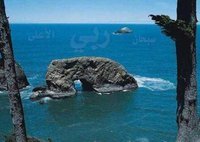 محمدحازم المولى