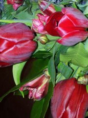 Liliane Stevens