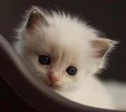 شيماء عبد الحفيظ