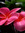 Angela | 1 comments