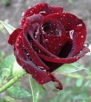 واسط الواسط