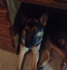 Maury
