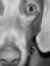 Rocky Manzer