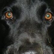 Ozzie Beastofeastergate