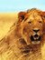 Lion Edan