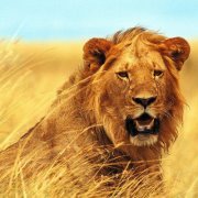Lion Edan