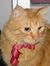 Cats 274