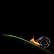 Gianfranco Cavallaro