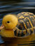 Turtleduck
