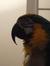 Lindy S...