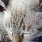 Sikarin Vinyoopradit