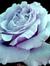Sawsan ...