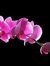 Rose Siran