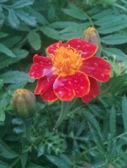 عطرالورد والياسمين