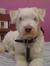 Emilian...