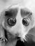 Isabell...
