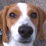 Christopher Hauseman