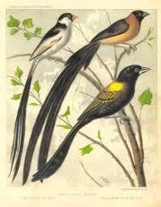 هبه عبد الرحمان