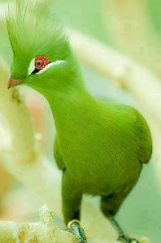 Fadi R