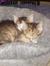 Cat Reed