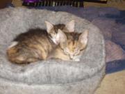 Cat Reed