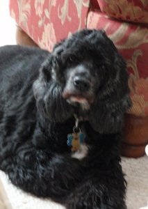 Joannemarie O'Donnell