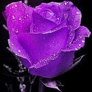 Terri Smilowitz-lockerby