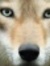 Wolf Ro...