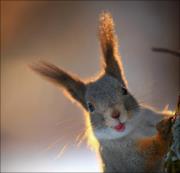 Олег Арсений