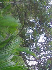 Risris Dearis