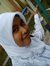 Witantr...