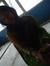 Shraya ...