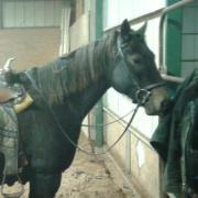 Marjorie Carroll beecher