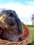 Wabbit