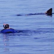 Neill Baskingshark