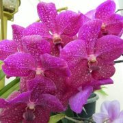 Sindhoor Harish