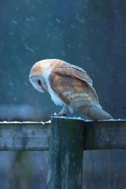 Patti Schofield lacourse