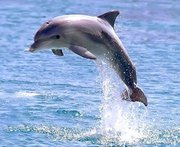 امير البحار