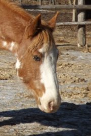 Cathy Pearce-cotrona