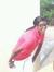 Asamaoh...