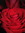 Tullah | 6 comments