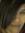 Lisette