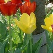 المستشار القانوني