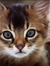 NeKo