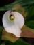 Ushma Patel