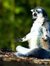 Shijing...