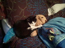 Domini  Phillips-Perkins