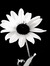 Dalia