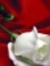 Hadeel J.