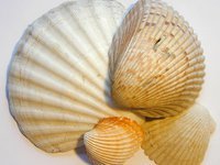 اصداف الحسينية